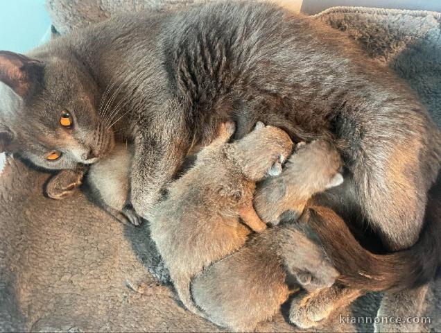 Chaton chatreux a donner 