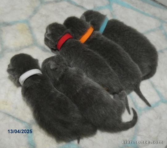 Bébé chaton chatreux a donner 