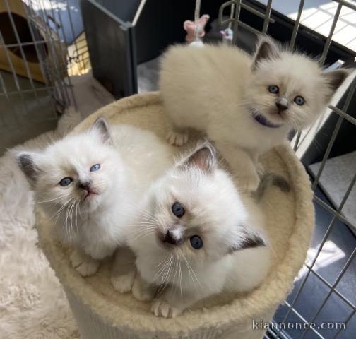 chaton sacré brimanie a donner 