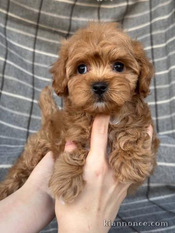chiots cockapoo pour adoption 