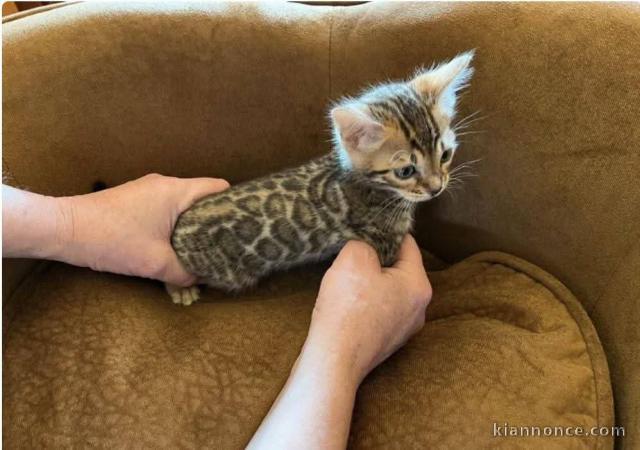 Bébé chaton Bengal pour adoption 