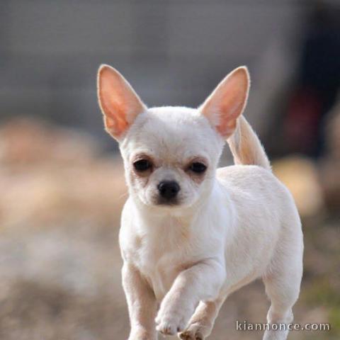 chiots chihuahua femelle a donner 