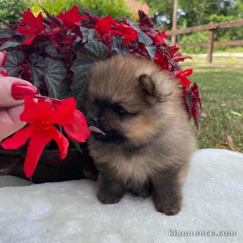 chiots spitz nain à adopter 