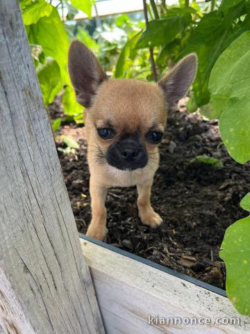 Chiots bouledogue français à donner femelle 