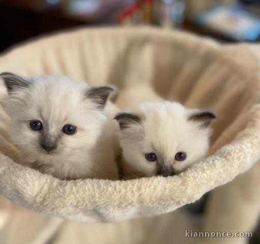 Bébé chaton sacré brimanie a donner 