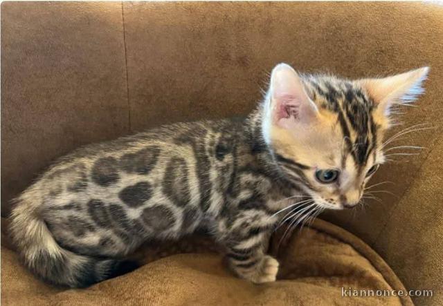 Je donne chaton Bengal disponible 