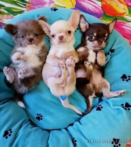 Adoption chiot chihuahua 
