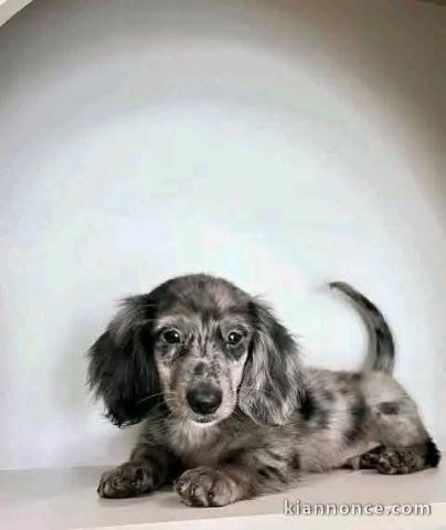 chiots teckel nain contre bon soin 