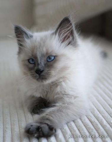 Adoption chatons sacré cœur brimanie disponible 