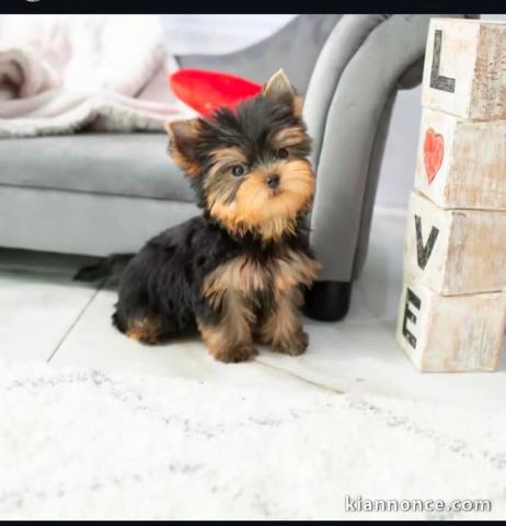 chien York mâle a donner 