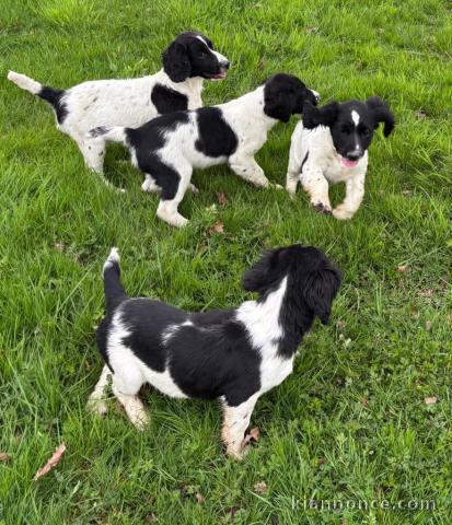 Chiots English Springer Spaniel a donner contre bon soin 