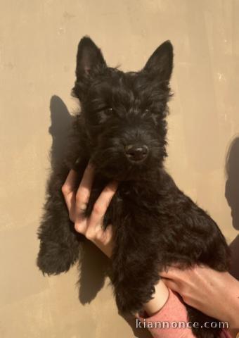 À adopter chiot Scottish Terrier