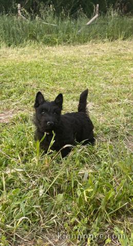 Chiot Scottish Terrier à adopter 