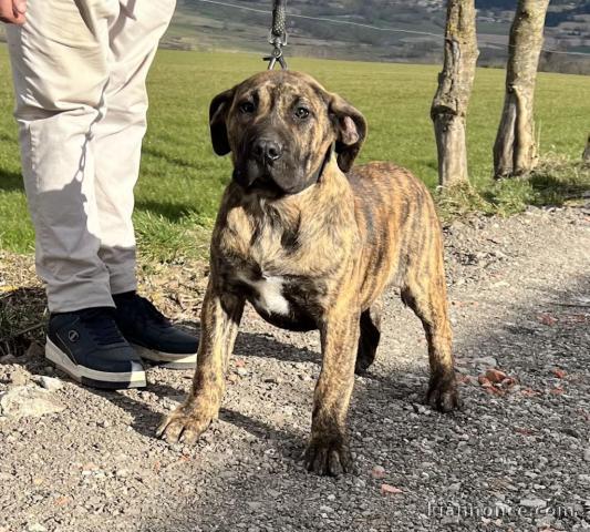 Chiot Dogo Canario à donner 