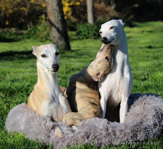 Chiots Whippet à adopter 