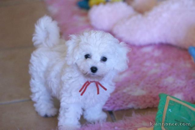 Bébé chiot bichon maltais à adopter 