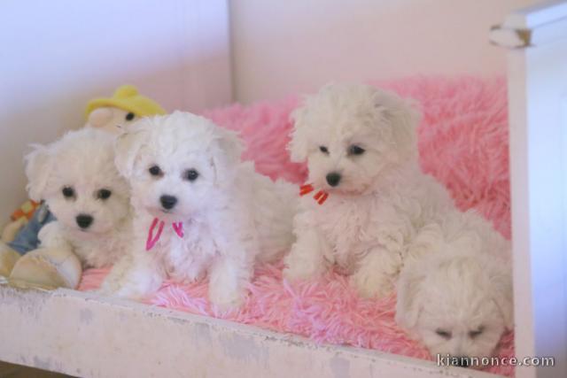 chiots bichon disponible pour adoption 