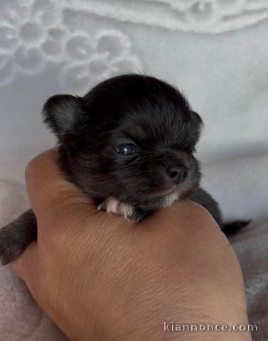 Adoption chiot chihuahua disponible 