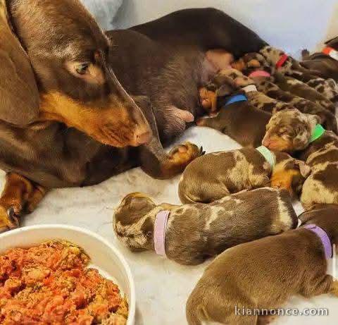 Bébé chiot Teckel à adopter 