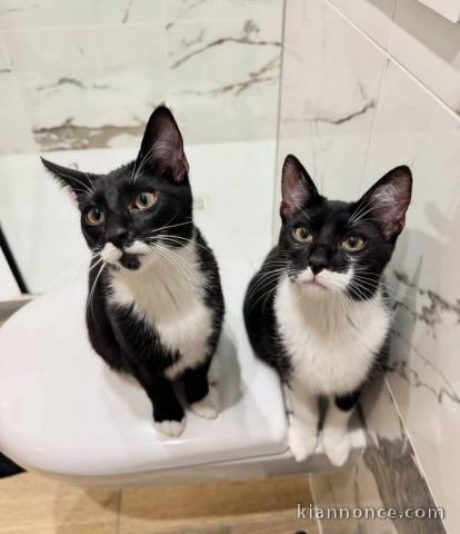 Je donne chaton disponible 