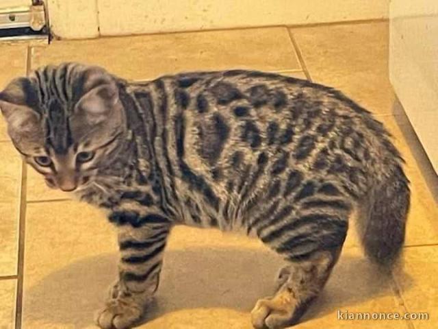 Adoption chatons Bengal LOOF 