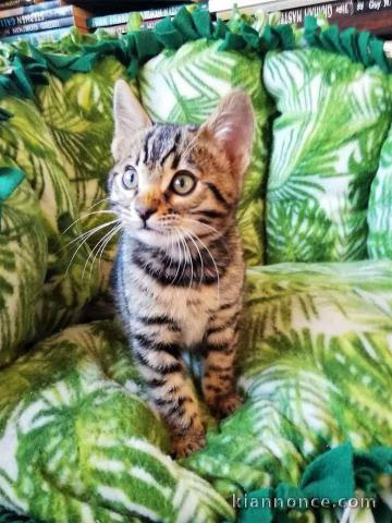 chaton Bengal mâle adorable 