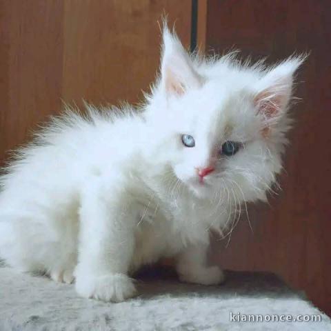 Chaton Maine coon adorable femelle a donner 