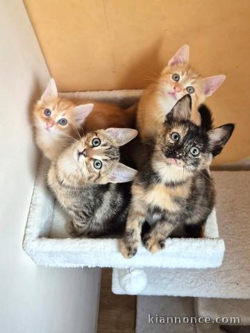Bébé chaton Maine coon adorable a donner 