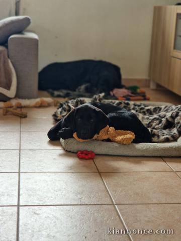 chiots labrador a donné 