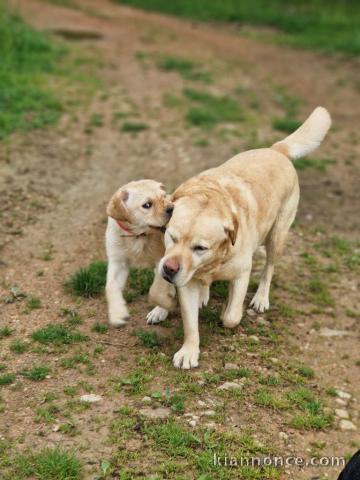 Chiots labrador mâle a donner 