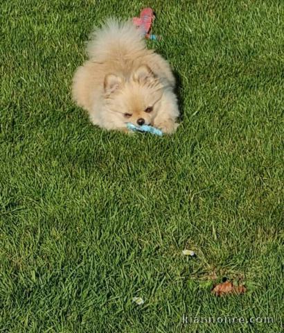 chiots spitz allemand à donner 