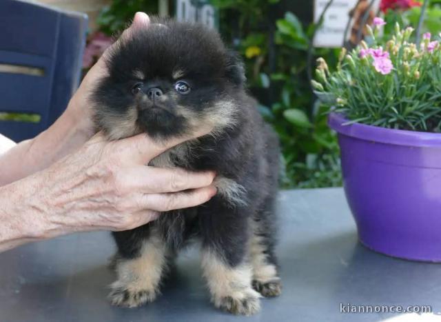Dons chiot spitz nain Poméranie à vendre 