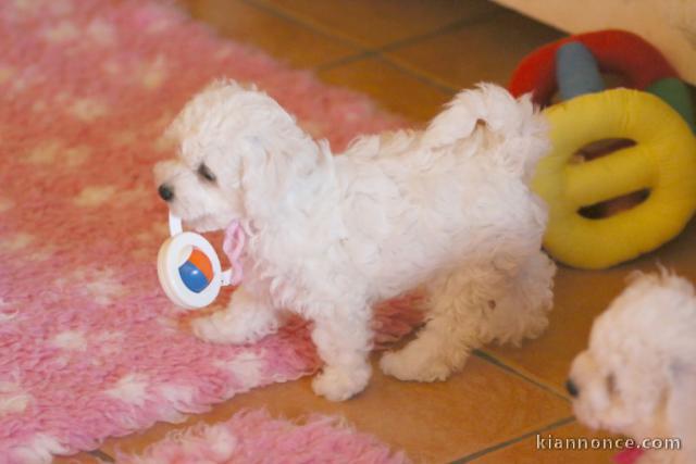 Adoption chiot bichon 