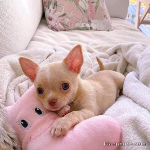 Adoption chiot chihuahua lof