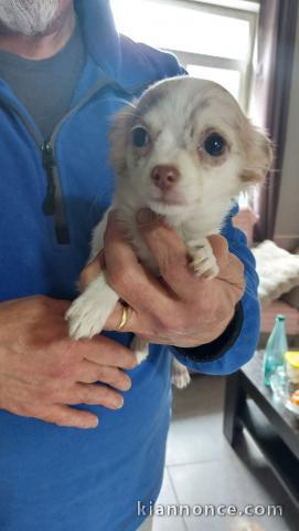 Bébé chiot chihuahua à adopter 