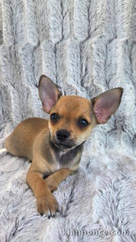Dons chiot chihuahua femelle 