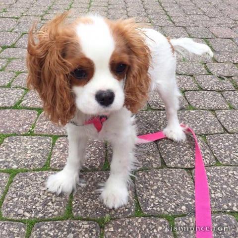 chiots cavalier king charle à adopter femelle 