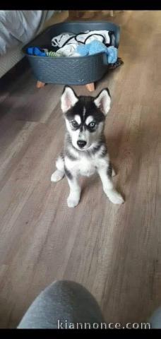 adorable chiot husky sibérien à adopter mâle 