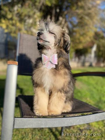 Chien Chinois à Crête mâle – chiot