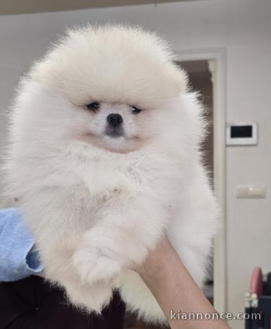 Chiots Spitz de Poméranie