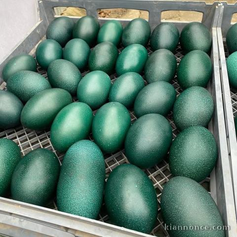 Nous vendons des poussins d\