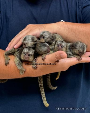 SINGES OUISTETS ​​À VENDRE