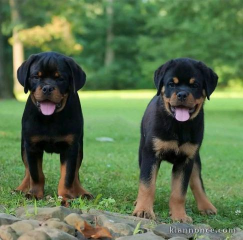 chiots rottweiler lof mâle et femelle pour adopter 