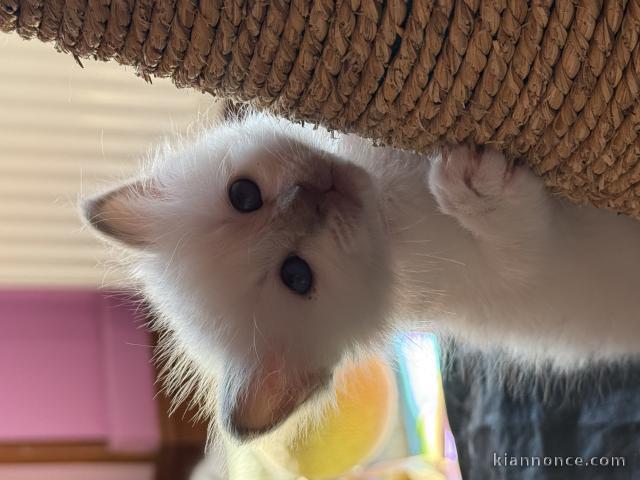 Chaton sacré brimanie a donner mâle 
