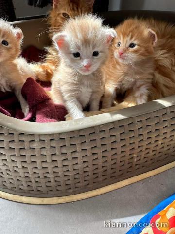 Chaton Maine coon adorable a donner 