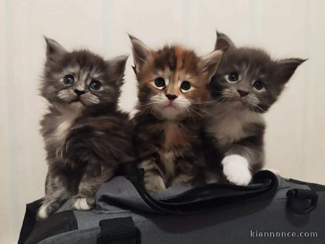 Bébé chaton Maine coon à donner 