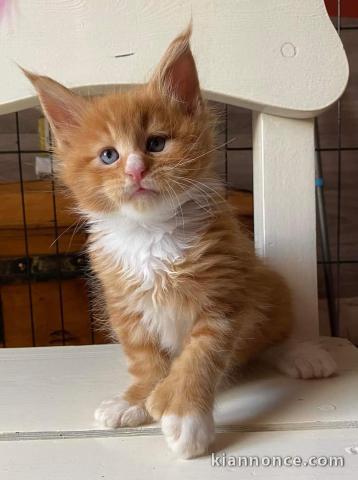 Bébé chaton Maine coon adorable 