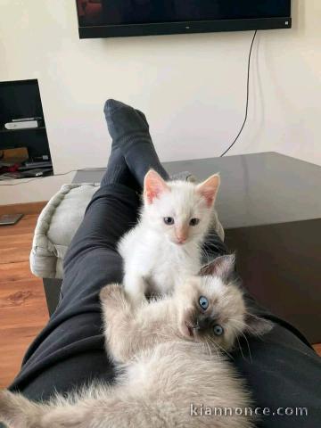 Chaton sacré brimanie a donner femelle 
