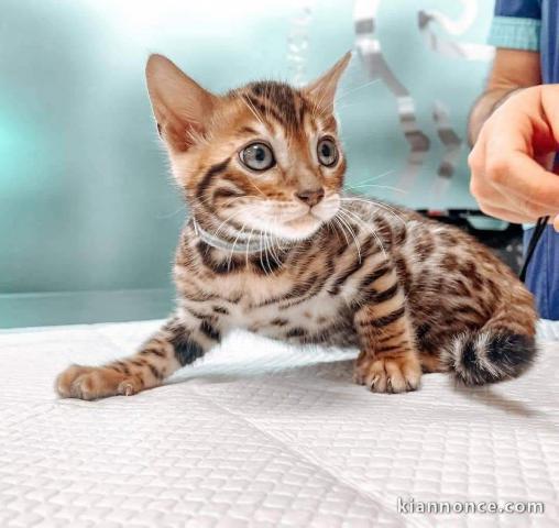 Bébé chaton Bengal à donner 