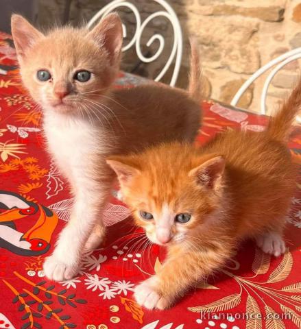 Bébé chaton Maine coon disponible 